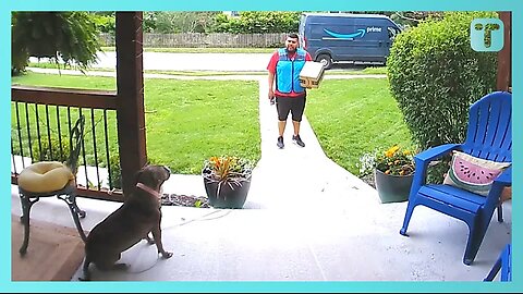 Nervous Amazon Driver Has Wholesome Conversation With Dog