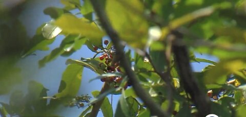 Wellington family faces high fines due to invasive trees in property