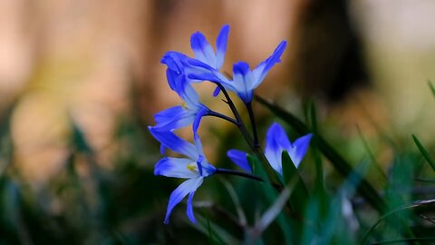 "Glory-of-the-Snow: A Glimpse of Spring Awakening"