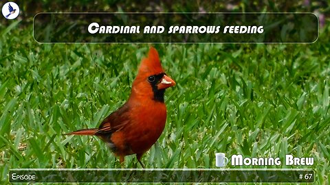 Cardinal and sparrows feeding