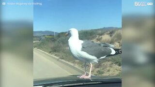 Une mouette sans gêne fait de l'auto-stop