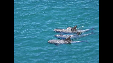 A Family of 4 Risso's Dolphins Terrorized For Hours And Killed - This is Japan