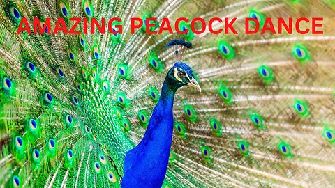 AMAZING PEACOCK DANCE