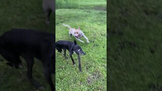 Younger dog playing rough with disabled greyhound: Elsa and Henry