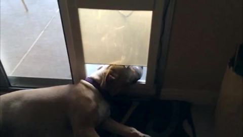 "A Dog Lays With Its Head Out Of An Automatic Doggy Door And Chills"