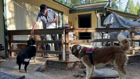 It’s my stepdads 87th birthday. He gives the dogs treats every day.