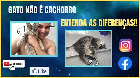 Gato não e como cachorro, entenda algumas diferenças de comportamento!