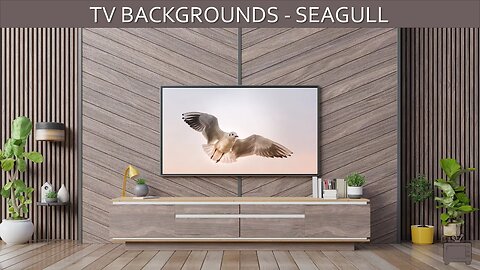 TV Background Seagull Screensaver TV Art Single Slide / No Sound