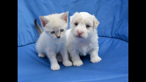 Lovely dog and cat joyride