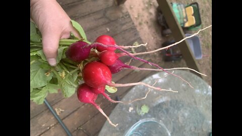 Cherry belle radish harvest and garden update