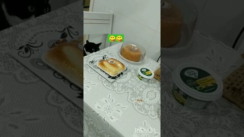 Gato olhando a mesa com comida. Gato pegando comida da mesa. Gato Bartolomeu Tunico engraçado 😸