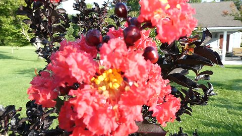 Looking out my back door (Crape Myrtle)