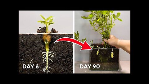 How to grow peanut at home.