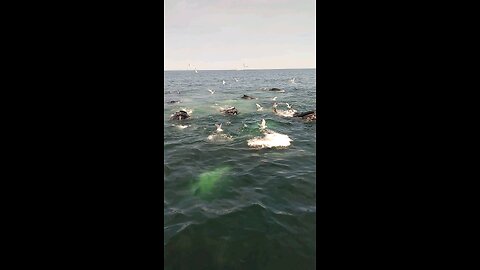 Super close bubble net whales