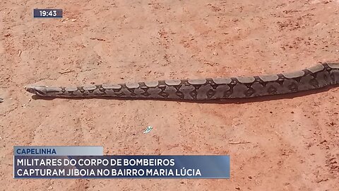 Capelinha: Militares do Corpo de Bombeiros Capturam Jiboia no Bairro Maria Lúcia.