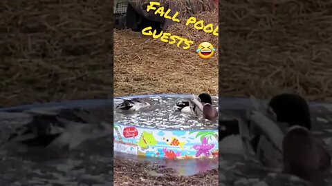 Ducks bath time🤣