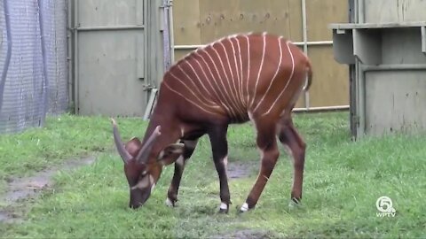 Two bongos now on display at Lion Country Safari