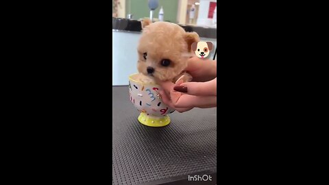 cute puppy