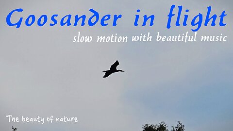 Goosander in flight in slow motion with beautiful music / beautiful bird in flight.