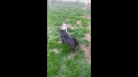 Maya the pug and￼ and Milo the baby dancing￼￼