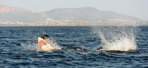 Woman Dives into Sharks Open Mouth