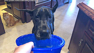 Cat Watches Great Danes Work On Their Dessert Bowl Training