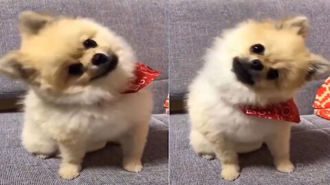 Cute Puppy Dog Doing Funny Head Spinning