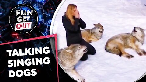 Dogs Singing and Talking Awesome huskies Funny And Cute Dog