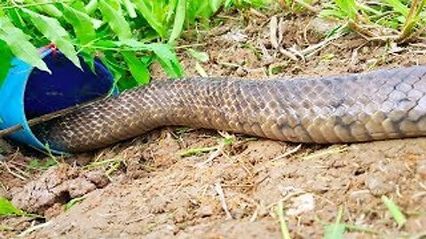 Amazing Little Girl Trap Big Snakes Using Fishing Tool With Water Pipe