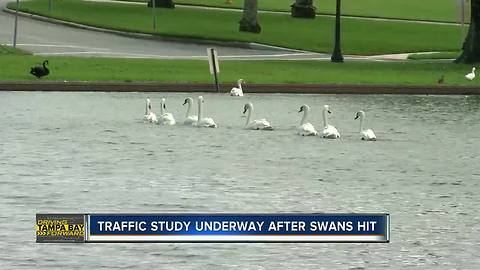 Traffic study begins after swans, pedestrian hit on Lake Morton Drive