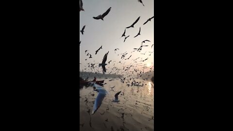 seagulls