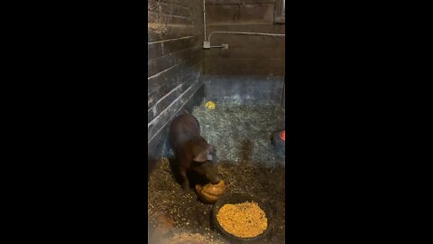 Pigs love pumpkins!