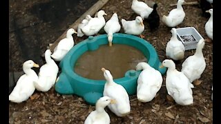 Ducks Around the Turtle Pool