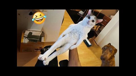 Funny pet videos part 13 try not to laugh