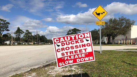 Vero Beach neighbors flock together to protect family of ducks