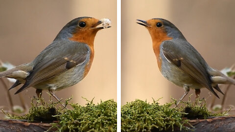 Robin Bird eating food on the tree