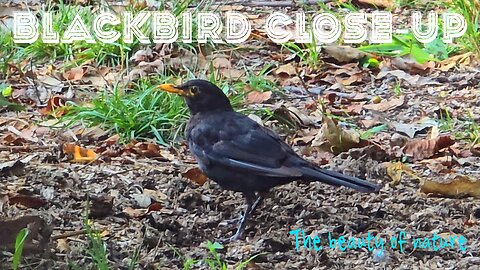 Blackbird close-up looking for food with relaxing music.