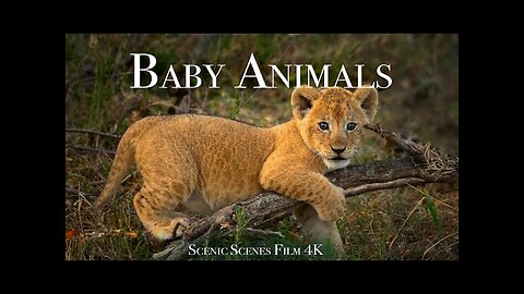 Baby Animals 4K - Amazing World Of Young Animals