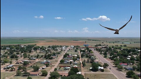 DJI Spark Buzzed by Bird