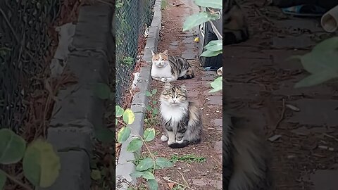 Save Street Cats Subscribe and Start Saving Them Now