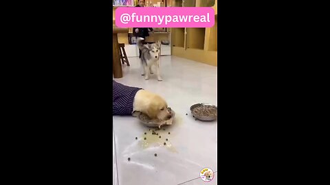 Funny animal videos