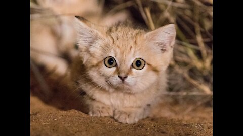 Sand Cat || Description, Characteristics and Facts!