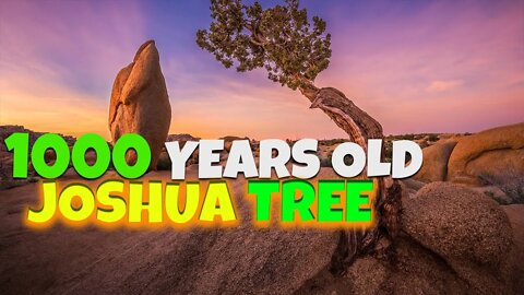 ALL ABOUT DESERT | THE OLDEST JOSHUA TREE | ANIMALS IN THE DESERT | ALARMING RATE OF DESERTIFICATION