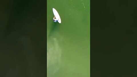 Shark Swimming Towards Surfer. #shark #surfer #sharkdronefootage #sharkbitecapital