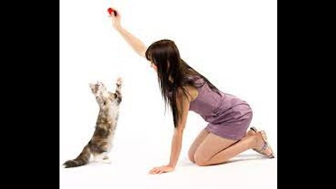 cats 101 | Basic Cat Training Tips