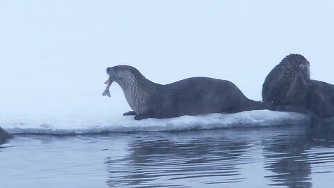 Cheeky Coyote Steals Otter's Dinner | Snow Animals | BBC Earth