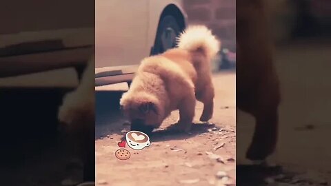 Gorgeous Chow Chow Puppy #shorts #chowchow #puppy #doglover #cute