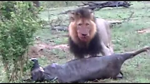 Male Lion Having A Wildebeest For Breakfast (in the rain)