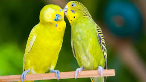 A couple of beautiful birds kissing each other.