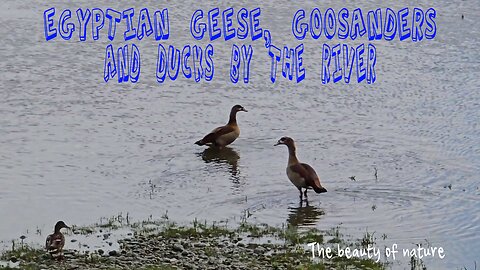 Egyptian geese, mergansers and ducks on the river / Lots of birds on the river.